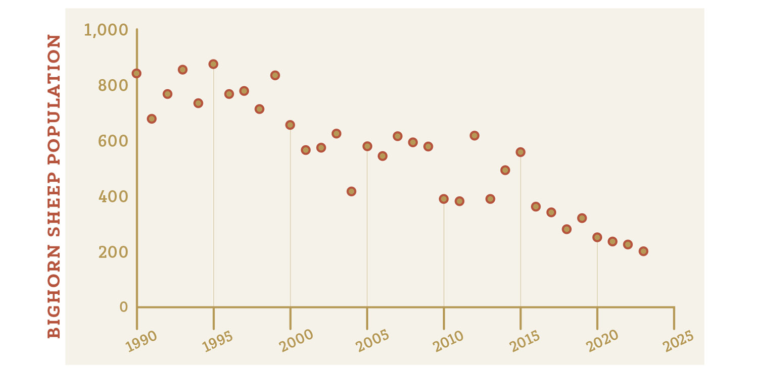 Graph showing the Whiskey Mountain bighorn sheep population trend.
